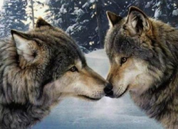 Les-deux-loups